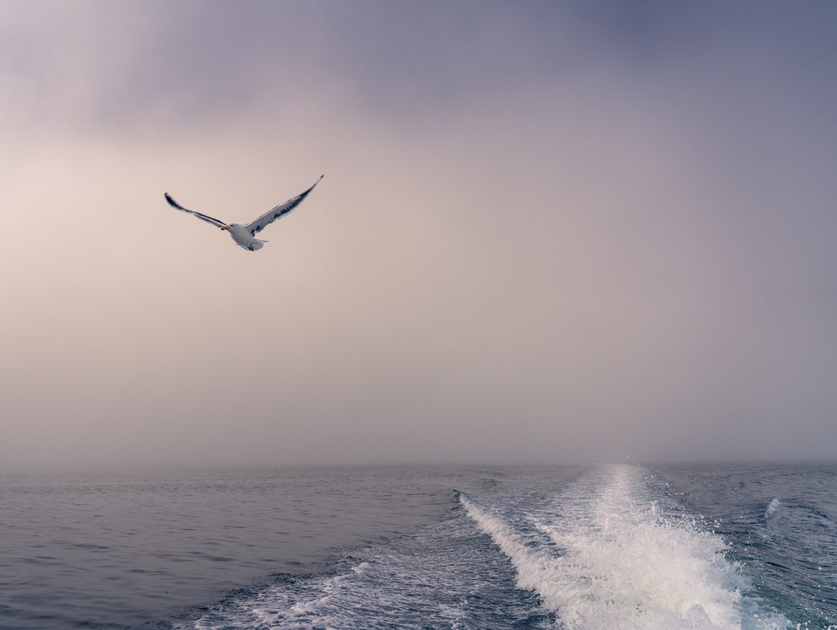 Seule sur la brume