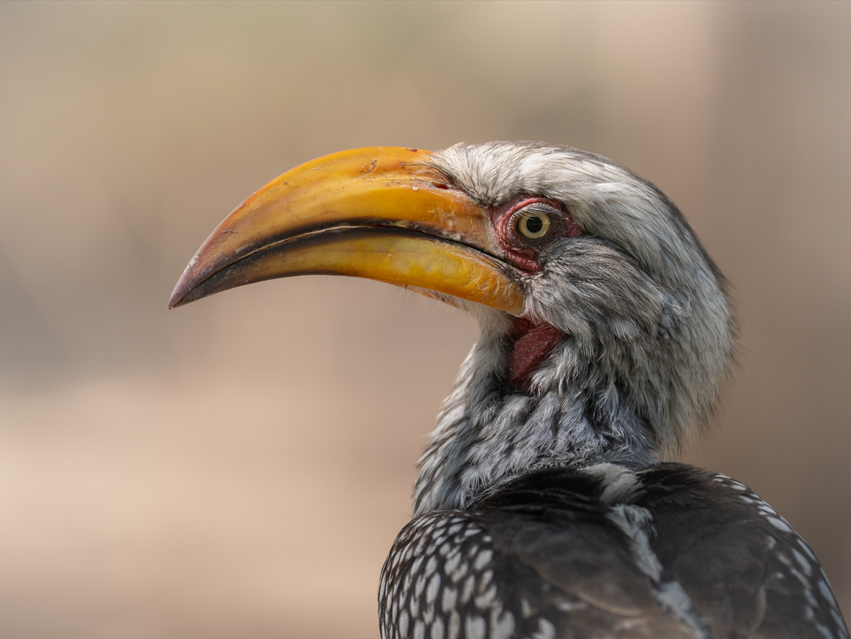 Profil doré