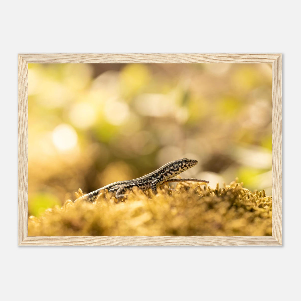 Petit lézard en plein bain de soleil, Corse — affiche premium encadrée « Lézarder en Corse » (vue 2)