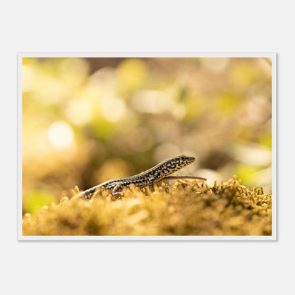 Petit lézard en plein bain de soleil, Corse — affiche premium encadrée « Lézarder en Corse »