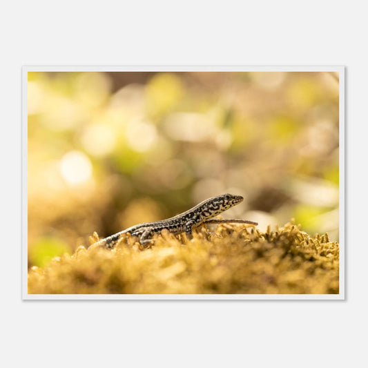 Petit lézard en plein bain de soleil, Corse — affiche premium encadrée « Lézarder en Corse »