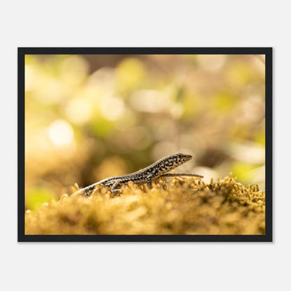 Petit lézard en plein bain de soleil, Corse — affiche premium encadrée « Lézarder en Corse » (vue 3)