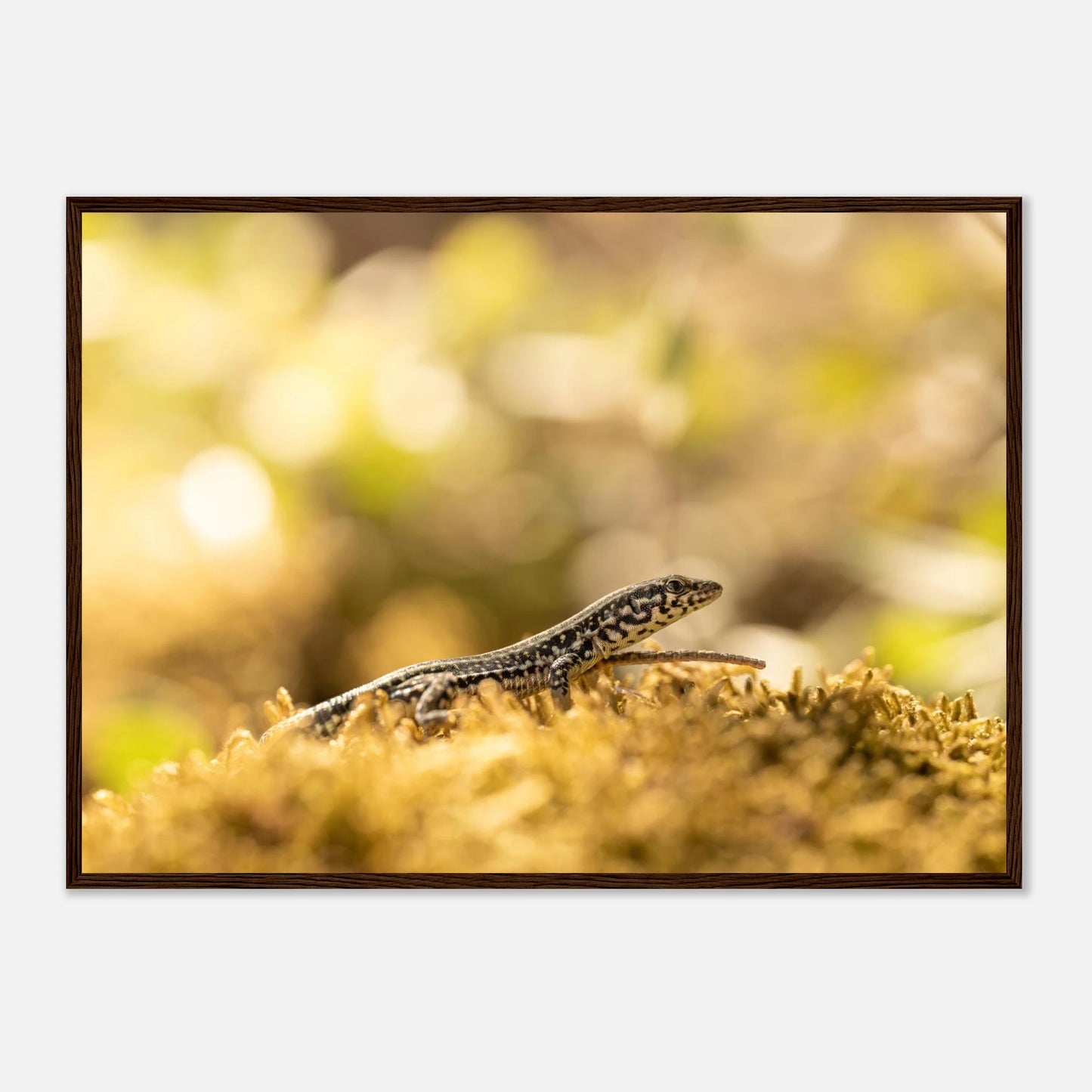 Petit lézard en plein bain de soleil, Corse — affiche premium encadrée « Lézarder en Corse » (vue 4)