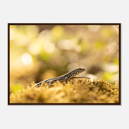 Petit lézard en plein bain de soleil, Corse — affiche premium encadrée « Lézarder en Corse » (vue 4)